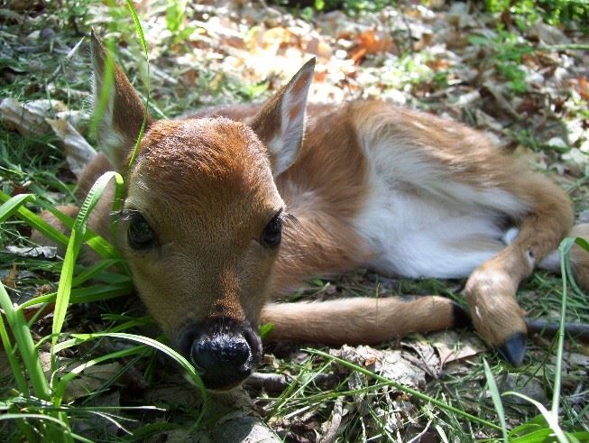 Abandoned fawn Photo by: Fairfax County